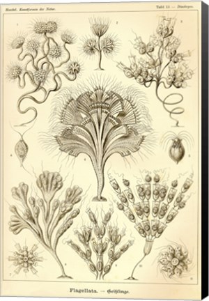 Framed Flagellata - Scheiben-Strahlinge - Heliodiscus Print
