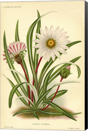 Framed Gazania Pygmaea Print