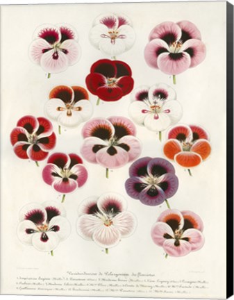 Framed Geranium Varieties Print