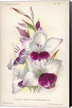 Framed Gladiolus Lemoinei Print