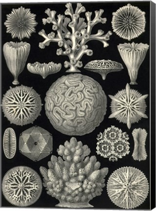 Framed Hexacoralla Print
