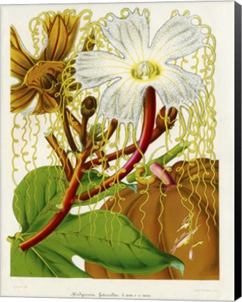 Framed Hodgsonia Heteroclita Print