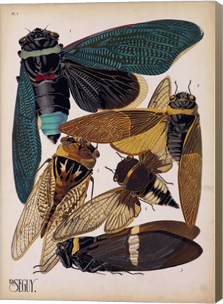 Framed Insects, Plate 1 Print