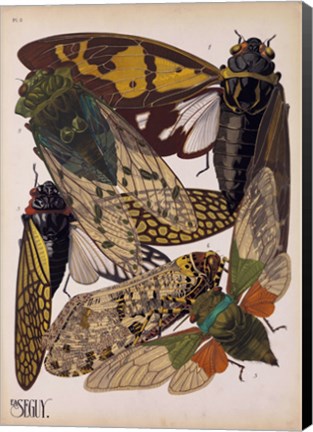 Framed Insects, Plate 11 Print