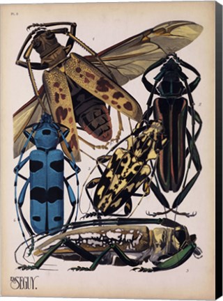 Framed Insects, Plate 13 Print