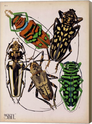 Framed Insects, Plate 14 Print