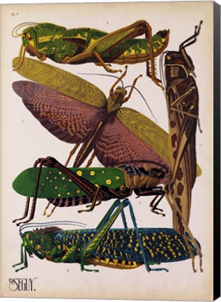 Framed Insects, Plate 16 Print