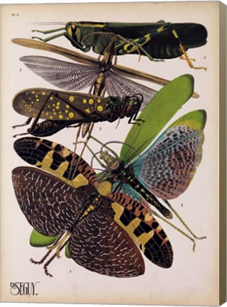 Framed Insects, Plate 2 Print