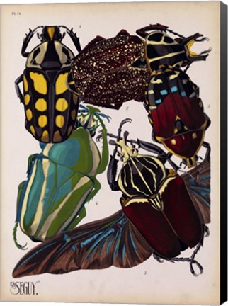 Framed Insects, Plate 3 Print