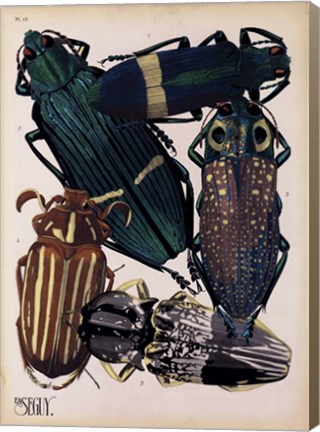 Framed Insects, Plate 4 Print