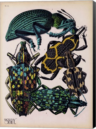 Framed Insects, Plate 6 Print