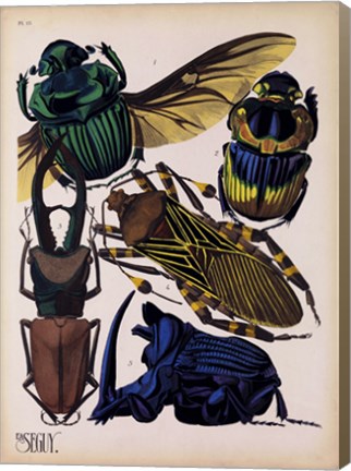 Framed Insects, Plate 7 Print