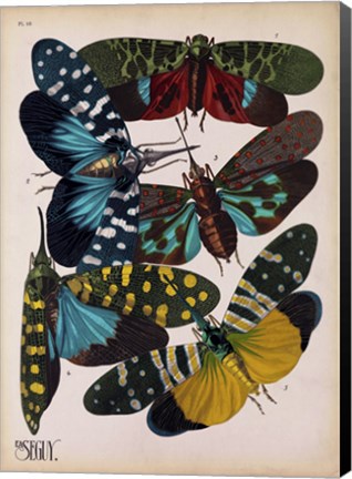 Framed Insects, Plate 8 Print
