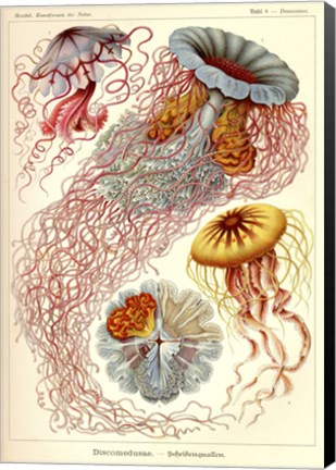 Framed Jellyfish, Discomedusae Print