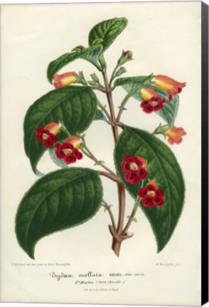 Framed Kohleria of Central America Print