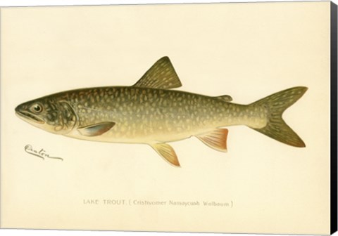 Framed Lake Trout Print