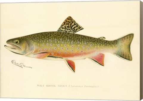 Framed Male Brook Trout Print