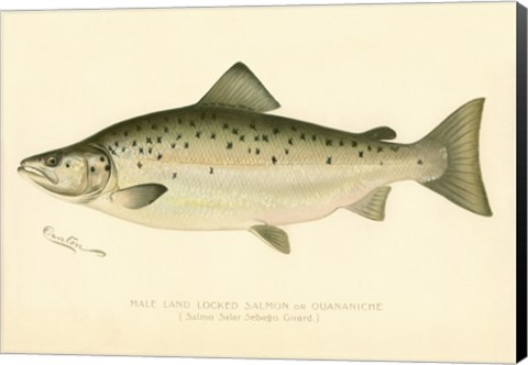 Framed Male Land Locked Salmon Print