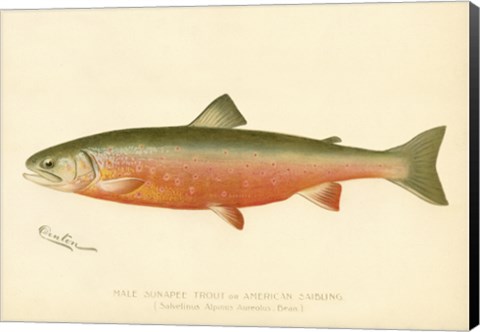 Framed Male Sunapee Trout Print