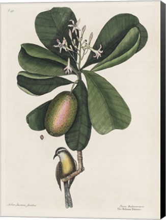 Framed Mark Catesby, Naturalist, 1720's Print