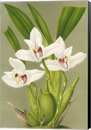 Framed Maxillaria Orchid Print