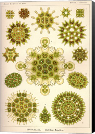 Framed Melethallia Print