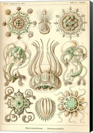 Framed Narcomedusae - Scheiben-Strahlinge - Heliodiscus Print