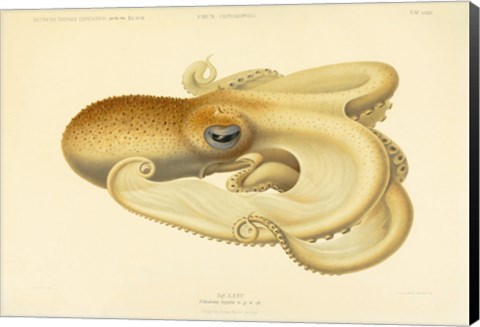Framed Octopus - Die Cephalopod - 1915 - Plate 75 Print