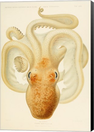 Framed Octopus - Die Cephalopod - 1915 - Plate 76 Print