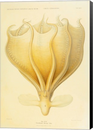 Framed Octopus - Die Cephalopod - 1915 - Plate 92 Print