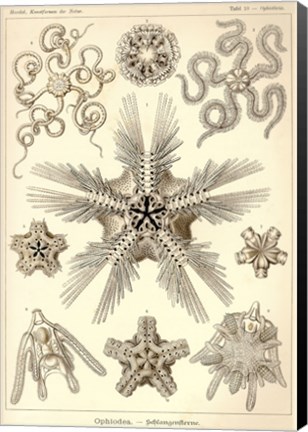 Framed Ophiodea Print