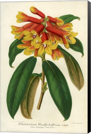 Framed Orange Yellow Rhododendron Print
