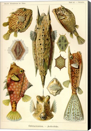 Framed Ostraciontes - Scheiben-Strahlinge - Heliodiscus Print