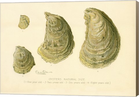 Framed Oysters Natural Size Print