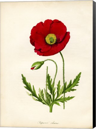 Framed Papaver Rhoeas, Red Poppy Print