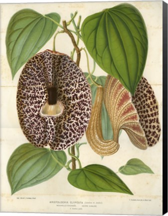 Framed Pelican Flower Print