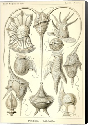 Framed Peridinea - Scheiben-Strahlinge - Heliodiscus Print
