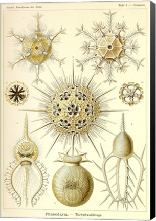 Framed Phaeodaria Radiolaria Print