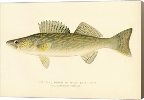 Framed Pike Perch Print