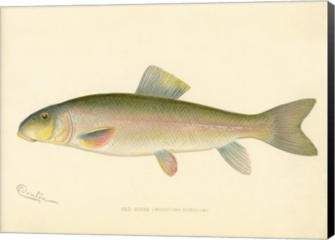 Framed Red Horse Fish Print