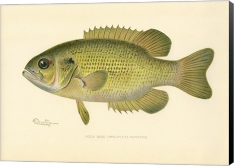 Framed Rock Bass Print
