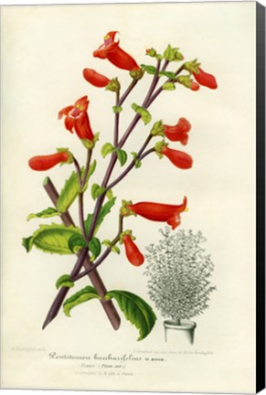 Framed Rock penstemon, Cut-Leaf Penstemon Print