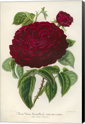 Framed Rose Victor Trouillard Print