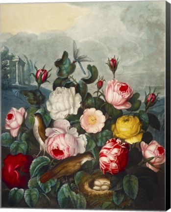 Framed Roses by Thornton Print