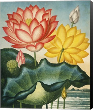 Framed Sacred Egyptian Bean Print