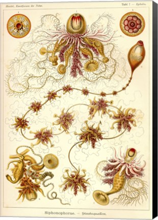 Framed Siphonophorae - Scheiben-Strahlinge - Heliodiscus Print