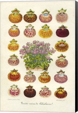Framed Slipper Flower Varieties Print