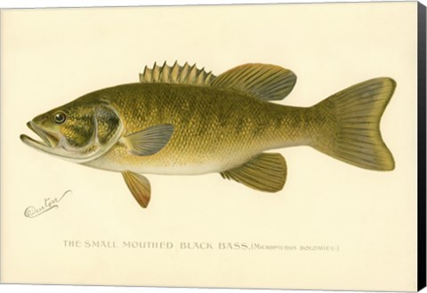 Framed Small Mouthed Black Bass Print
