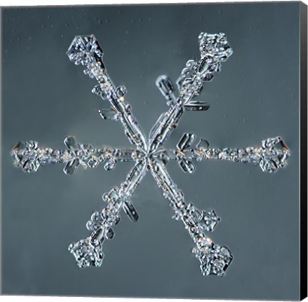 Framed Stellar Dendrite Snowflake 004.2.14.2014 Print