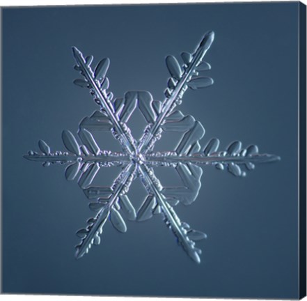 Framed Stellar Dendrite Snowflake 005.2.16.2014 Print